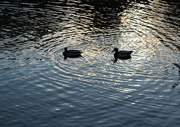 Two Ducks